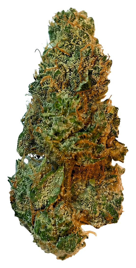 420 Evolution 27/1 CA GMO – Indica