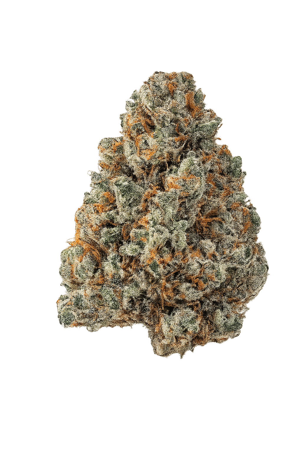 Avaay Khalifa 32/1 KK – Hybrid
